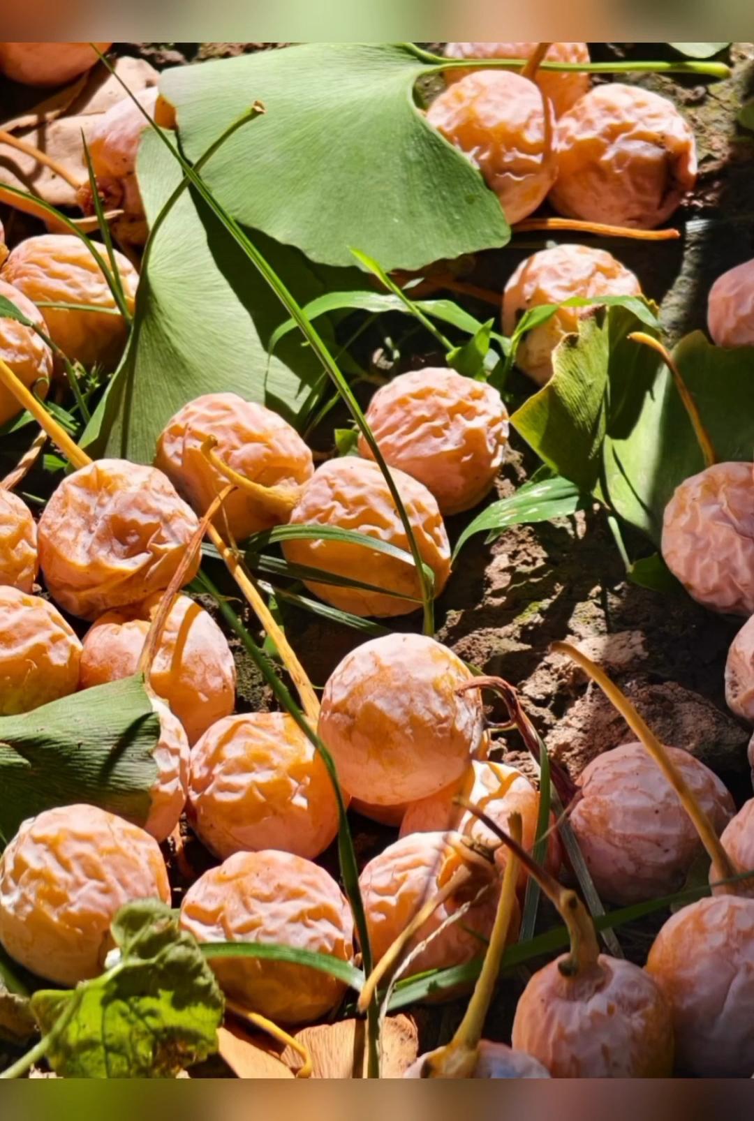 日本人靠它发财，美国人用它打仗，中国人却把它当毒药扔进垃圾桶12月初的北京