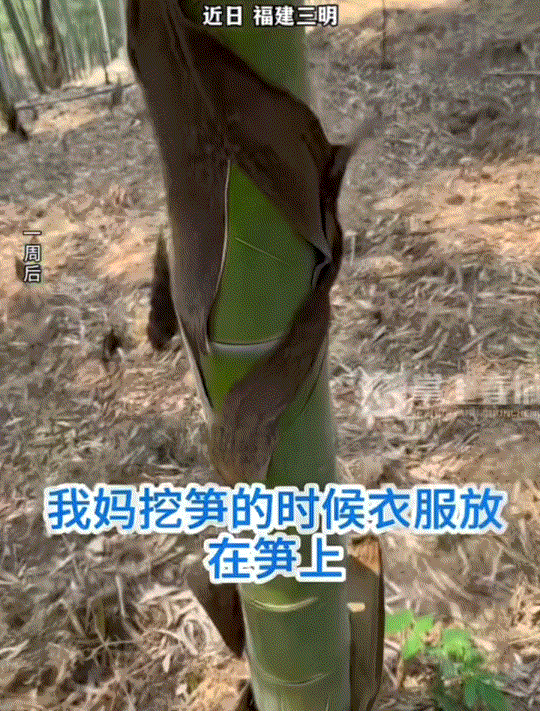 万万没有想到，福建，一女子发视频称，她的妈妈去竹林挖竹笋，期间妈妈因为太热，便将
