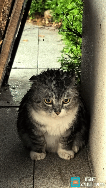 猫头鹰[捂脸哭]