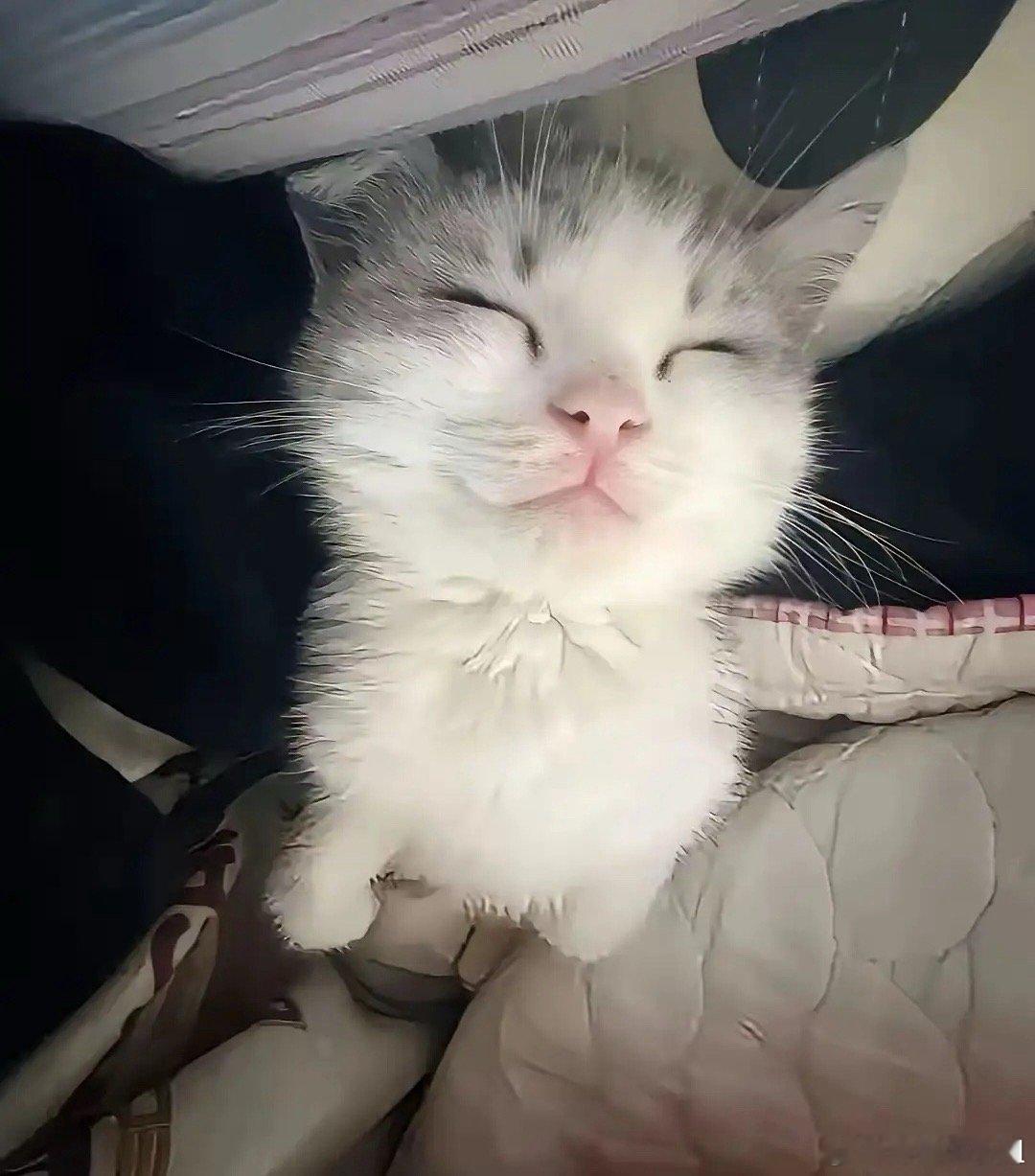 孩子嘴也贱，一直威胁教官摔猫，说了十分钟。小猫咪被两个恶魔在争执中害死，成了人类