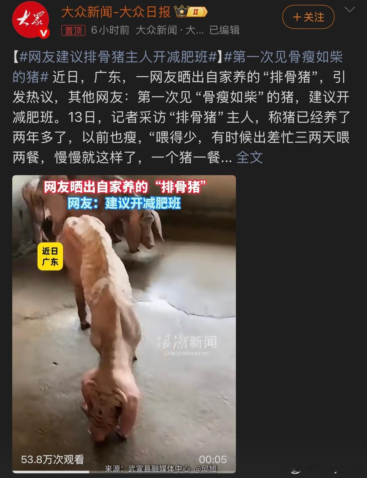 第一次见骨瘦如柴的猪妈耶…这么瘦能活着都是奇迹了吧！