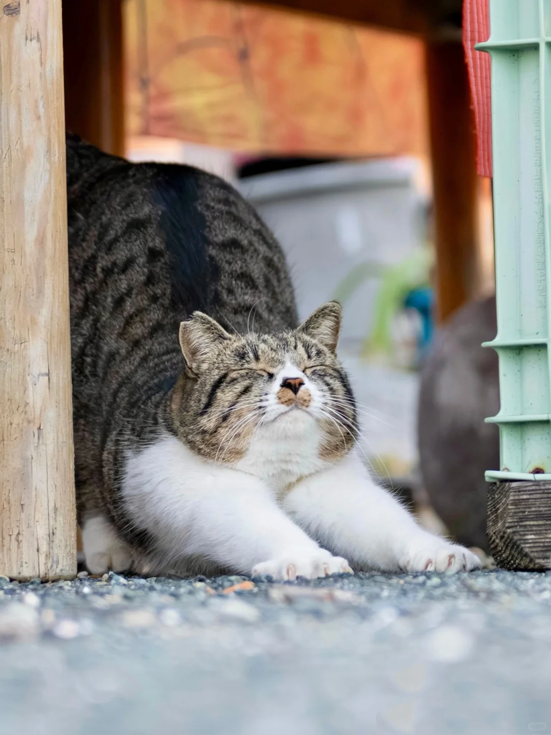 认真做拉伸的狸花猫