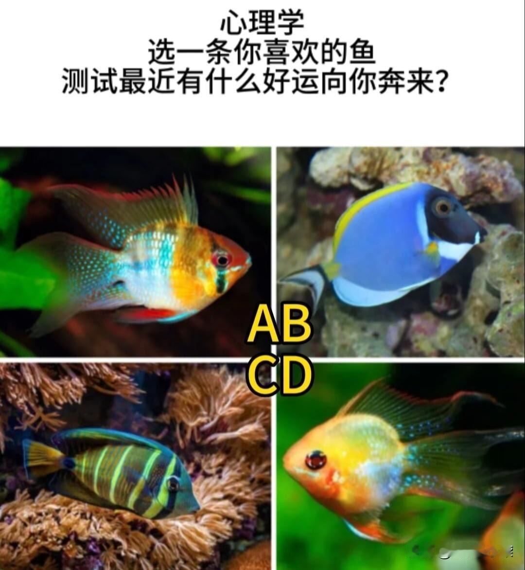 选一条你喜欢的鱼测试最近有什么好运向你奔来?