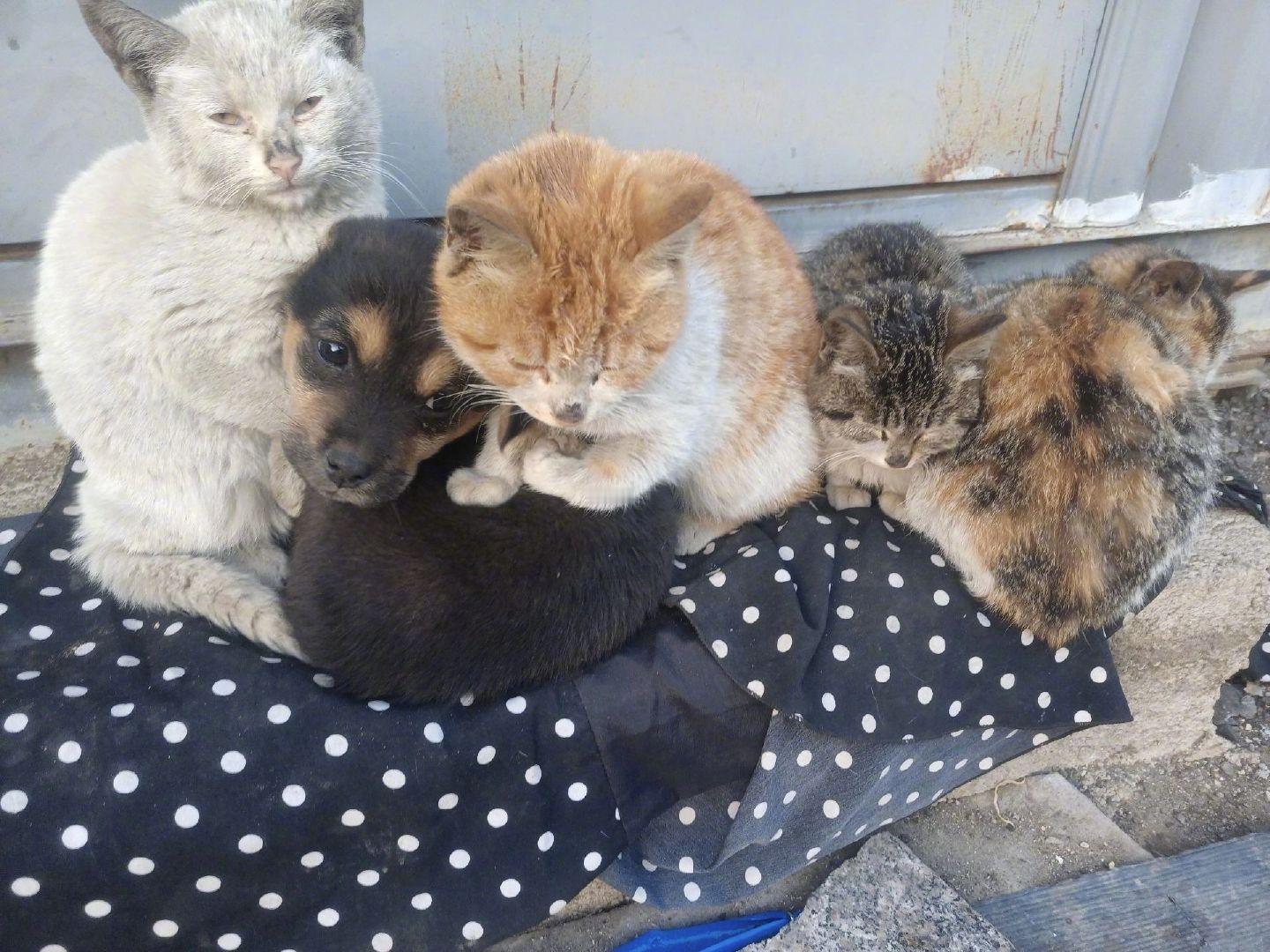 路边发现抱团取暖的流浪狗和流浪猫，每一种生命都值得被善待关爱流浪动物