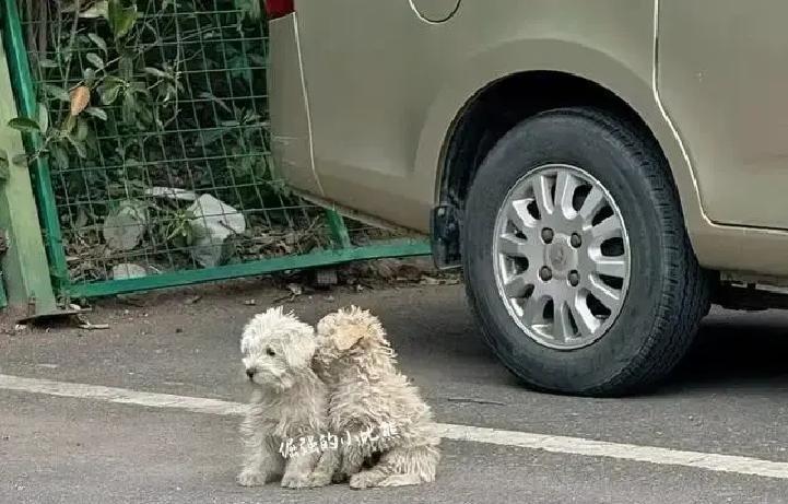两只比熊天天蹲在原店门口，玻璃门早拉下卷帘，它们还傻等。店主生意黄了，把狗一扔