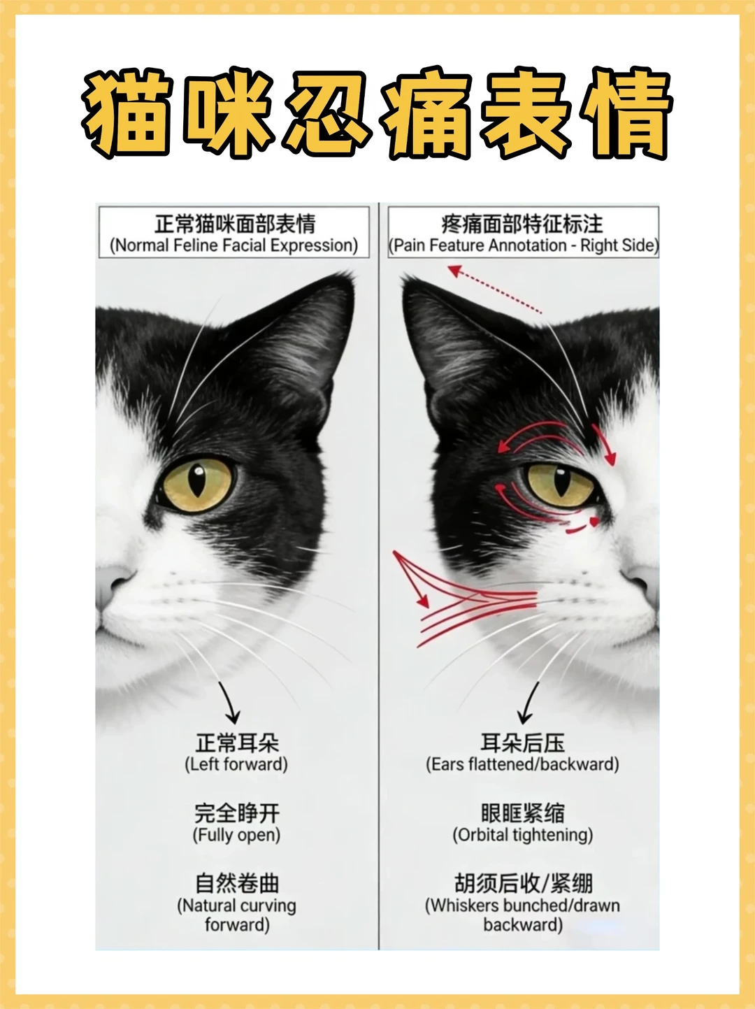 这9个地方，可以看出猫咪是否在忍痛！