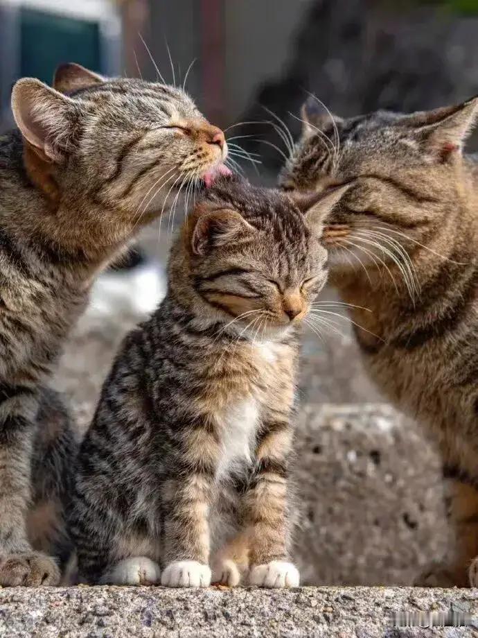 虽然流浪.但是有妈妈在.哪里都是家.希望所有流浪的毛孩子们都能遇见善良温暖的主人