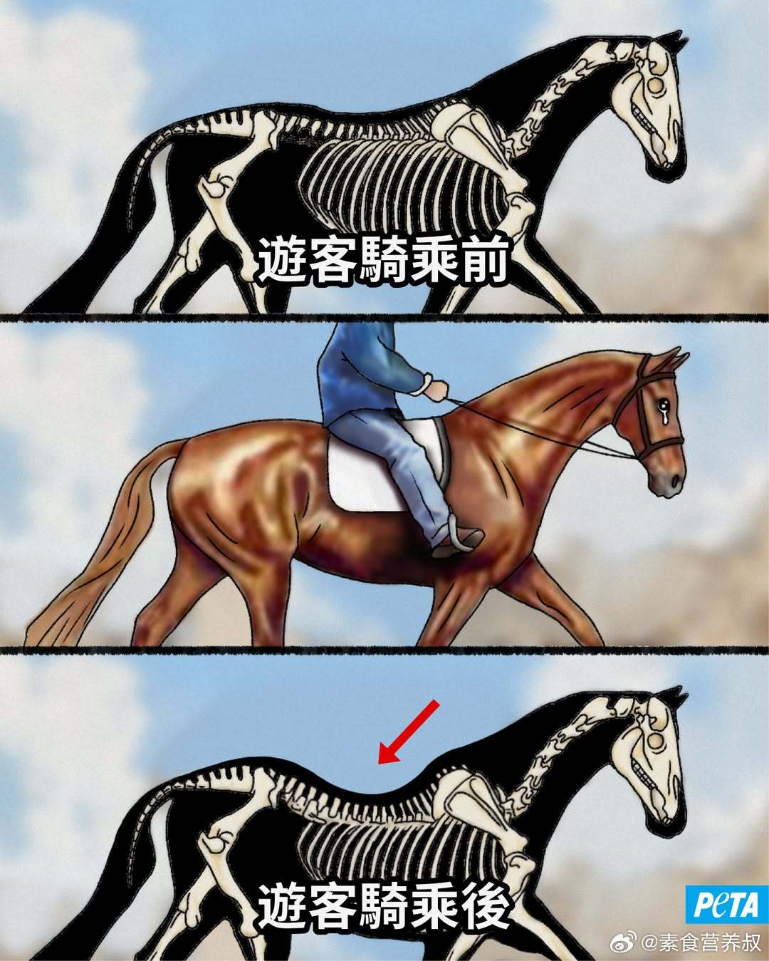 【这不是进化，这是驯服的代价】你见过马背真正的样子吗？自由奔跑的马，背部自然挺直