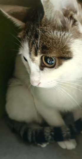 小猫知道你喜不喜欢它吗？答案是肯定的，猫很敏感