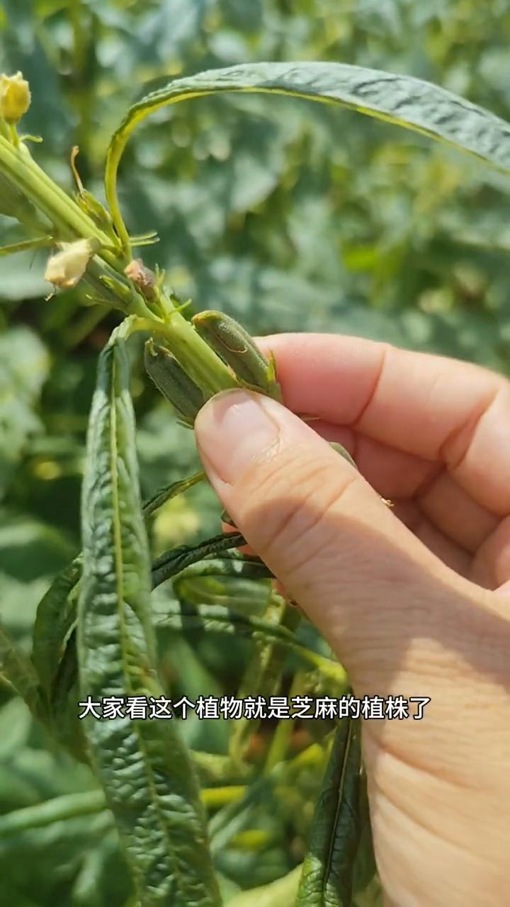 芝麻开花节节高。芝麻相信很多人都见过，但它究竟长什么样的？大家看这个植物就是芝麻