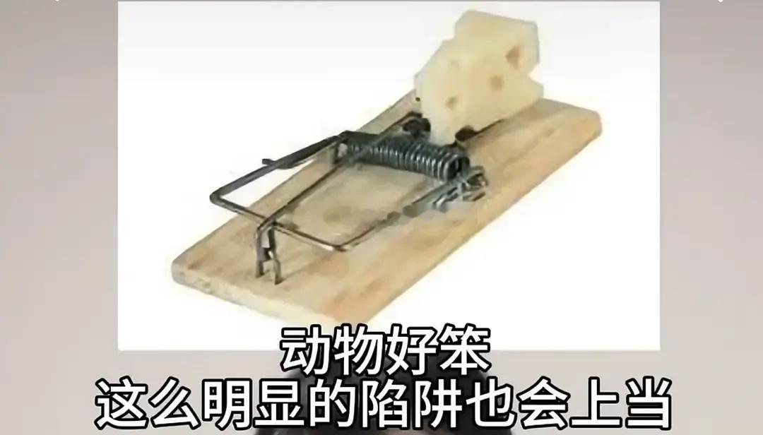 动物们的陷阱好明显，上一秒动物们好笨下一秒。。。[大笑][大笑]​​​