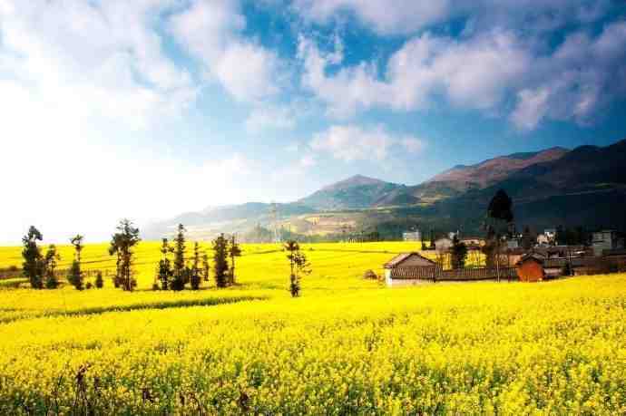 云南罗平油菜花，少了往年的喧嚣，多了一份静谧。