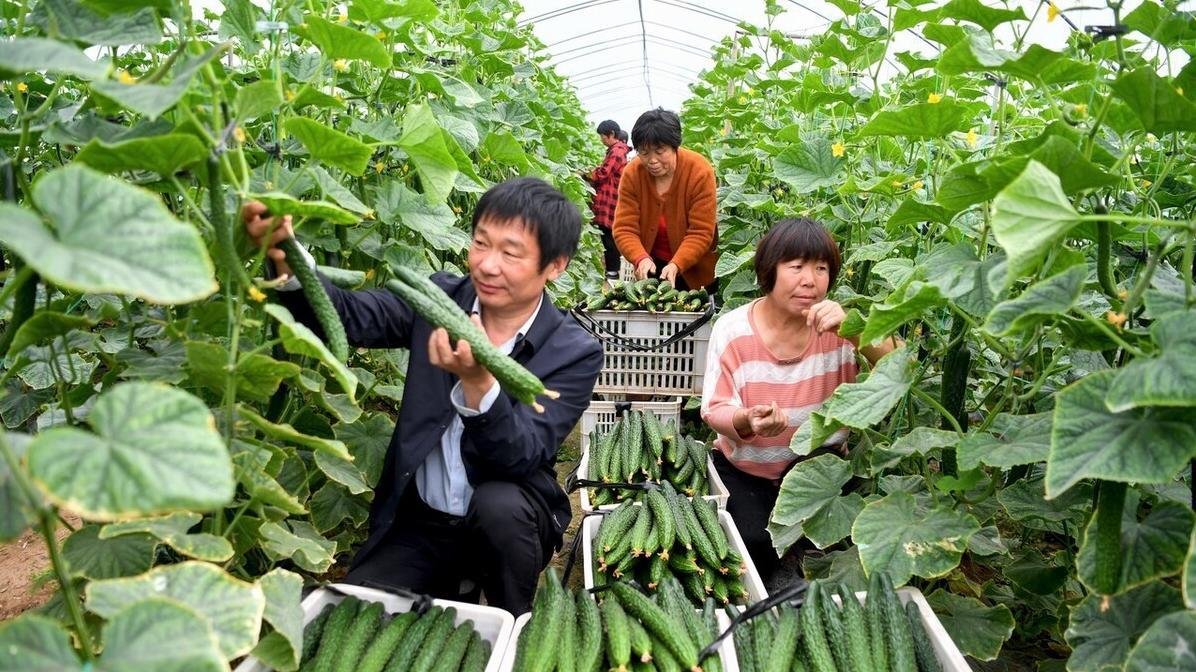 黄瓜伴侣种植指南: 避开这些蔬菜雷区, 产量翻倍!