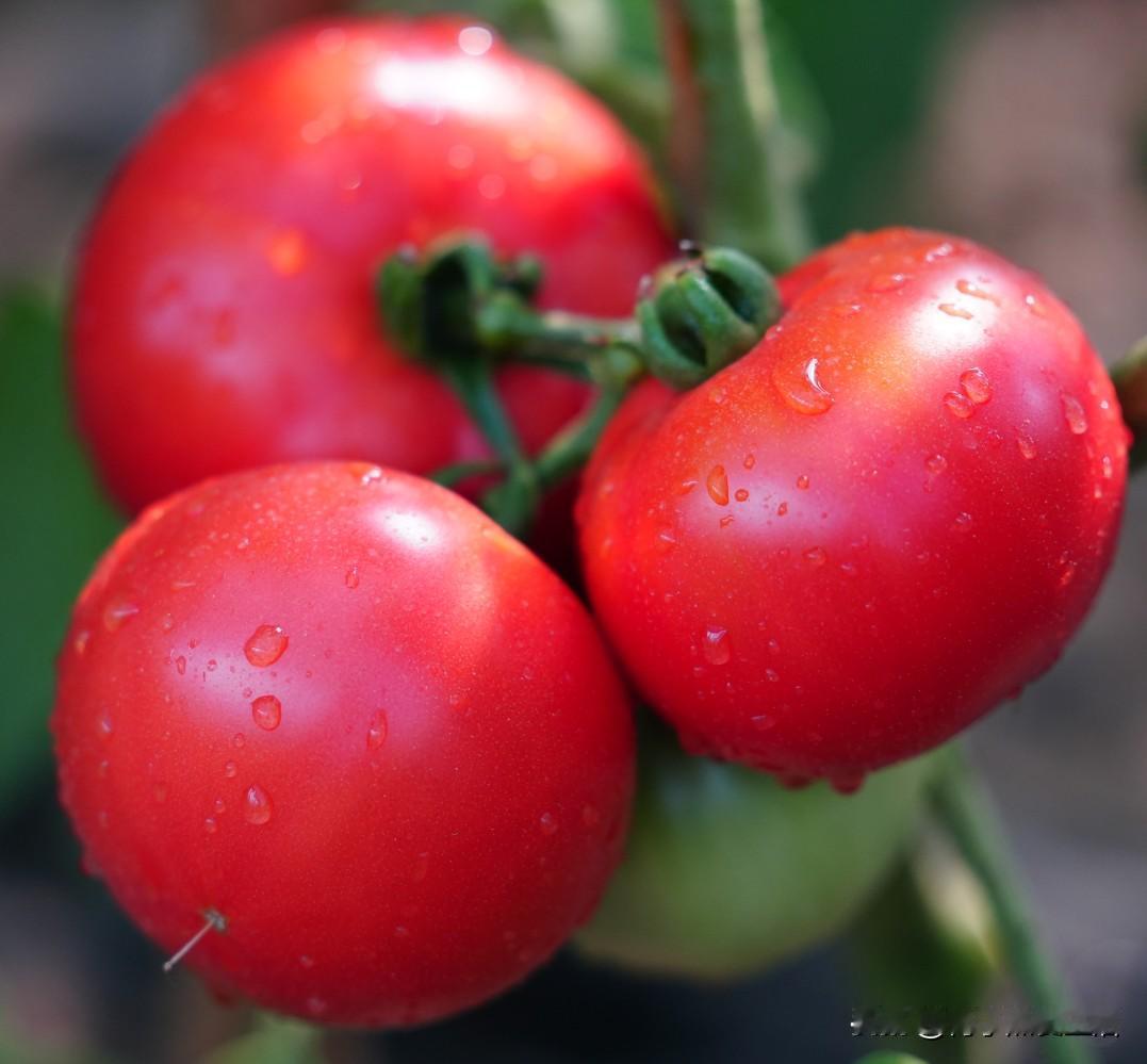 减脂期狂炫不胖！这西红柿纯甜无酸，一口爆汁太绝了，天天嘴馋想吃点甜口、多汁的东西