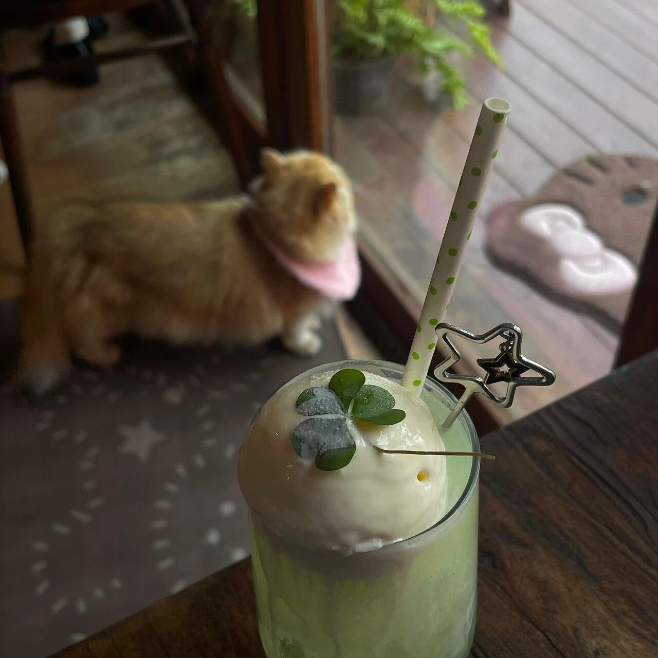 可爱的猫咪ฅ՞••՞ฅ谁不喜欢呢？猫把摇粒绒舔不摇了