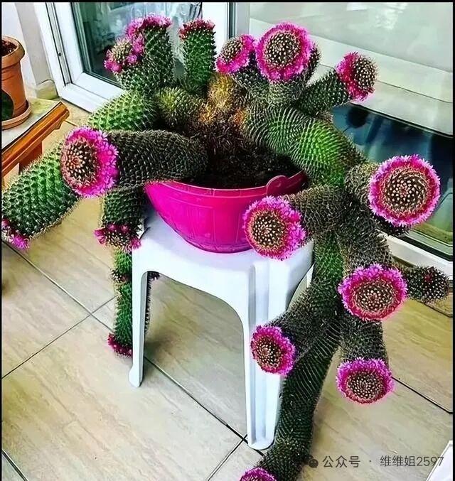 多肉植物与粉色花盆的完美搭配，尽显生机与活力！🌵💐