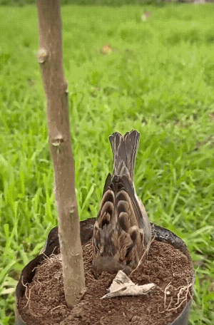 它應該是在找蟲子吃吧！[捂脸哭]