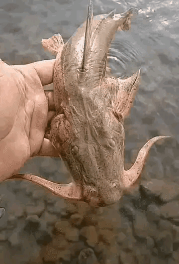 这事整的，把龙王给逮住了？