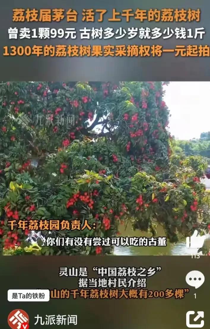 荔枝拍卖的套路又出现了，这次轮到广西灵山，要拍卖一棵千年古荔的采摘权。嘿，剧本嘛