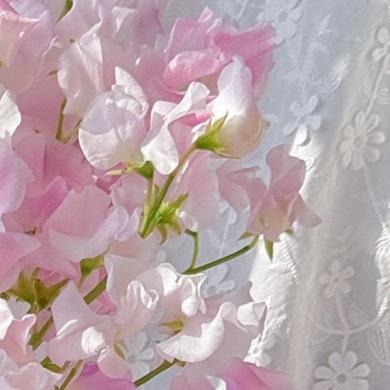 0000香豌豆种植1.土壤选择：优先选择疏松肥沃、排水良好的沙质壤土（可用园土