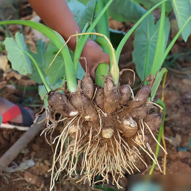 芋头忌什么肥? 忌氯吗? 如此施肥可高产