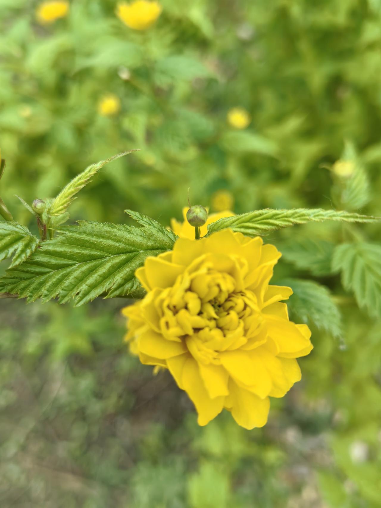 悦景公园的棣棠花开了棣棠花，又叫黄榆梅，有单瓣和重瓣之分，单瓣花萼筒扁平，裂成