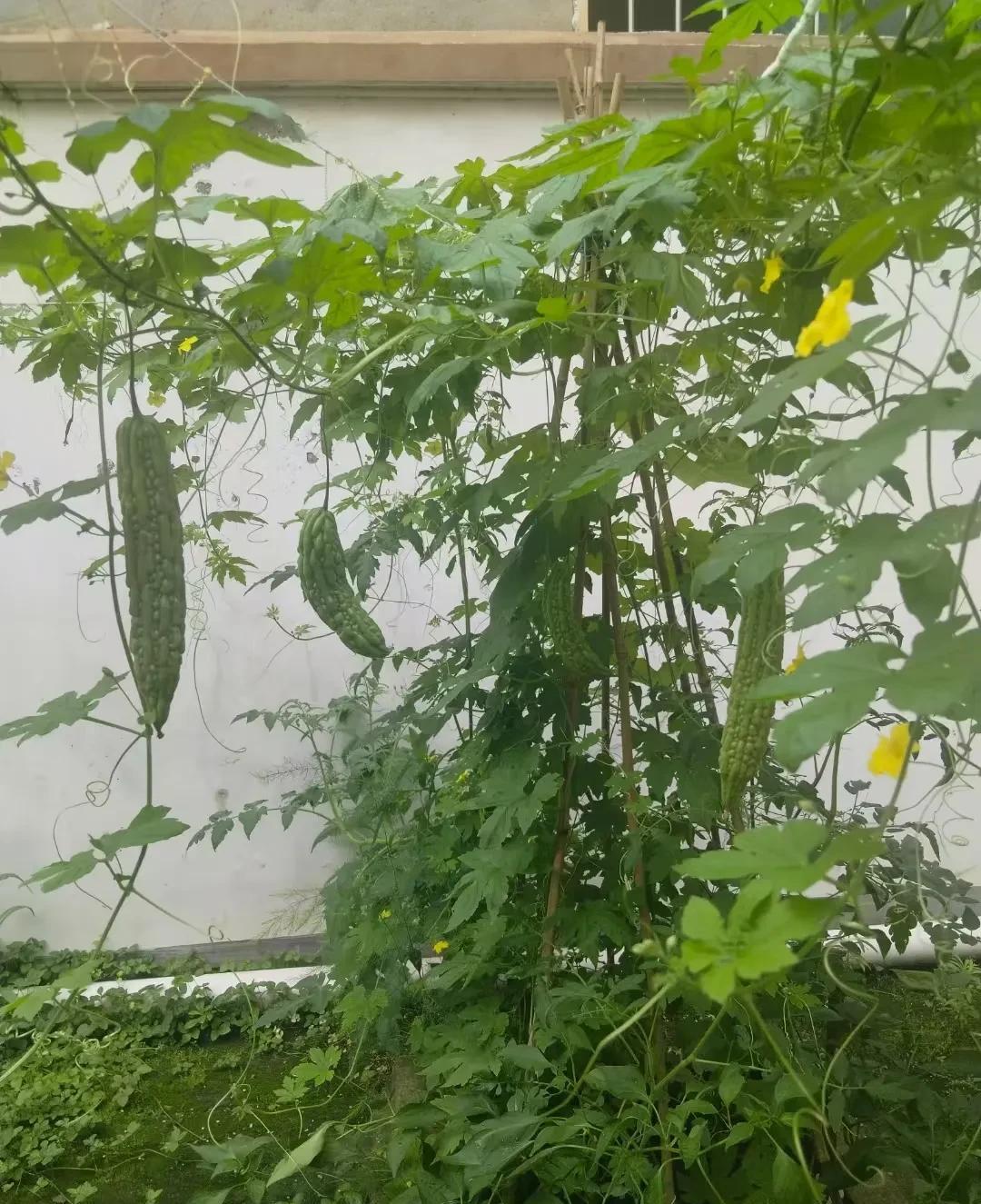 中年最大的劫，是爱上一个已婚男人。邓姐的倾诉，如同一声叹息，回荡在我耳边，久
