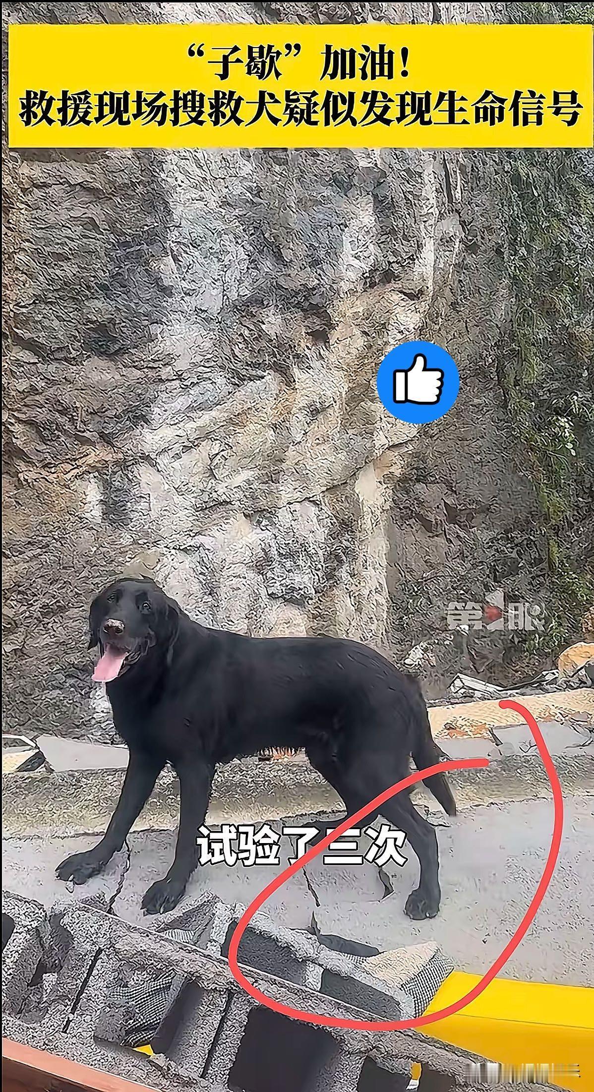 重庆山体垮塌救援现场传来暖心好消息，搜救犬子歇率先嗅出废墟下有生命痕迹。工作人