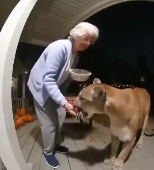 国外一个奶奶捡到一只体型硕大又温驯的流浪猫，唯一的缺点就是太能吃了。奶奶总是夸个