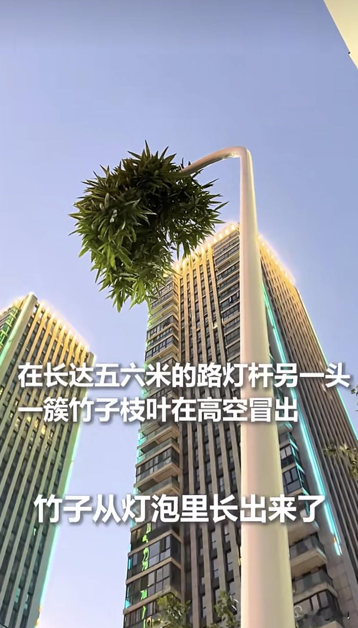 浙江绍兴街头，一根路灯成了奇景。它银灰色的金属灯杆笔直矗立，顶端却破裂开来，一蓬