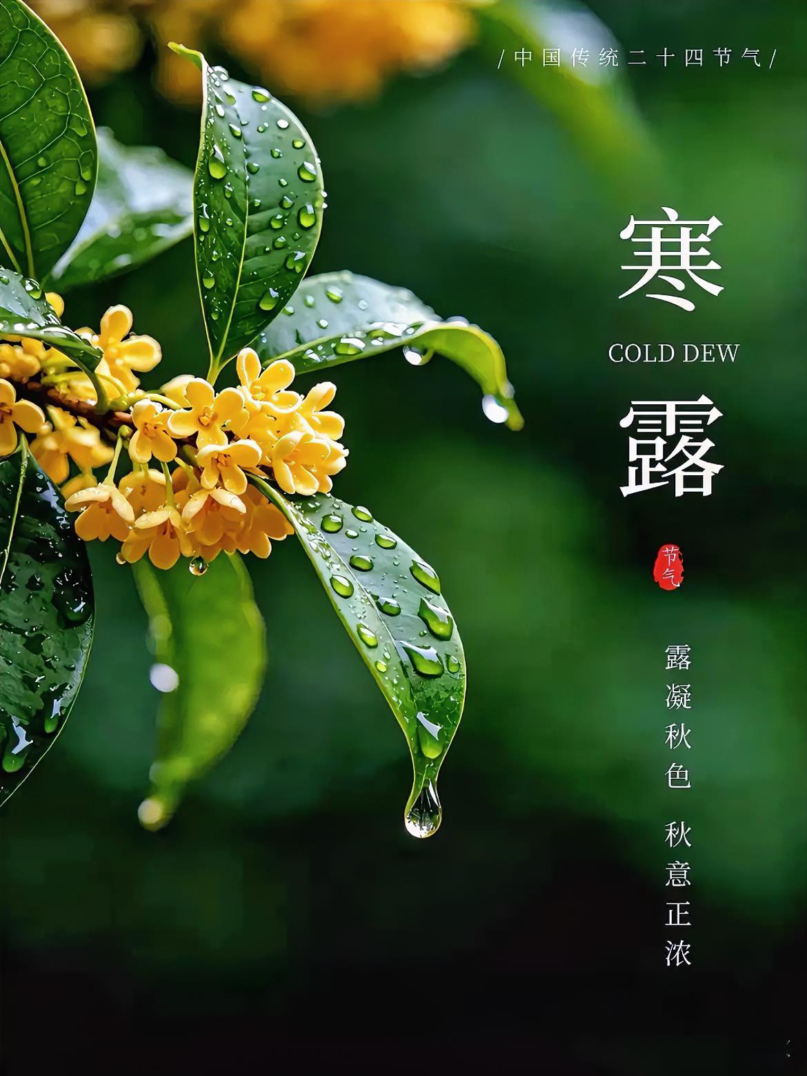 今天是寒露。老话说，寒露不忌嘴，郎中跑断腿。​先说三样别吃的。​辣的少吃。秋