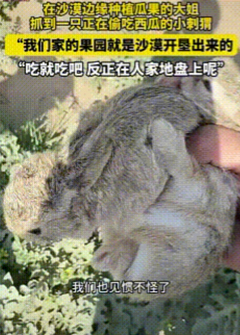 活该发财！”女子发现一只刺猬在吃自家种的西瓜，没有赶走，反而任其啃食，其原因竟是