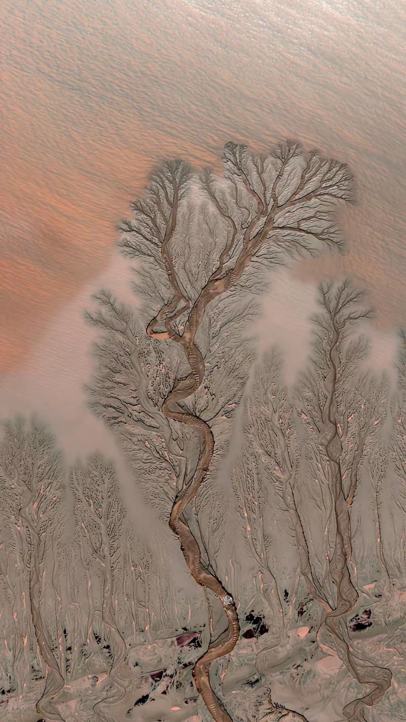 很难想象，这是海宁江堤那边出现的潮汐树，真的太神奇了，这就是大自然的奇迹！海宁