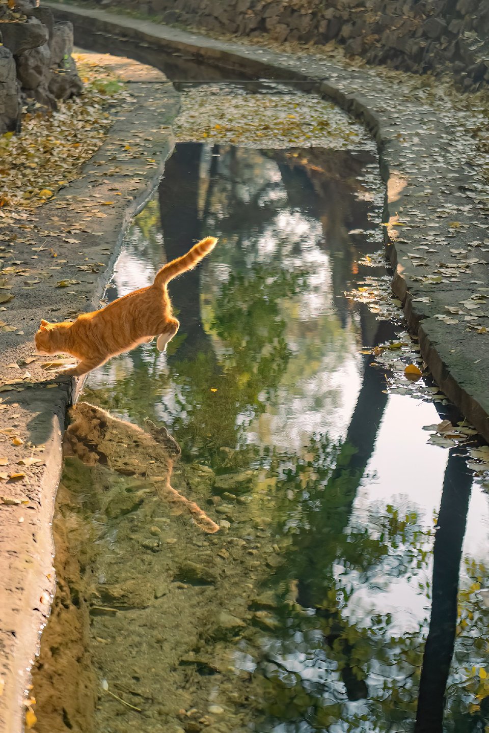 好可爱的猫猫，跳跃力🥰