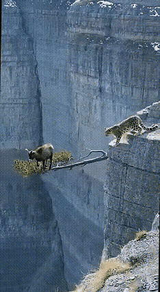 这个难题怎么解决。岩羊走到了尽头，只要不回头你也奈何不了我。而豹子也很无奈，只要