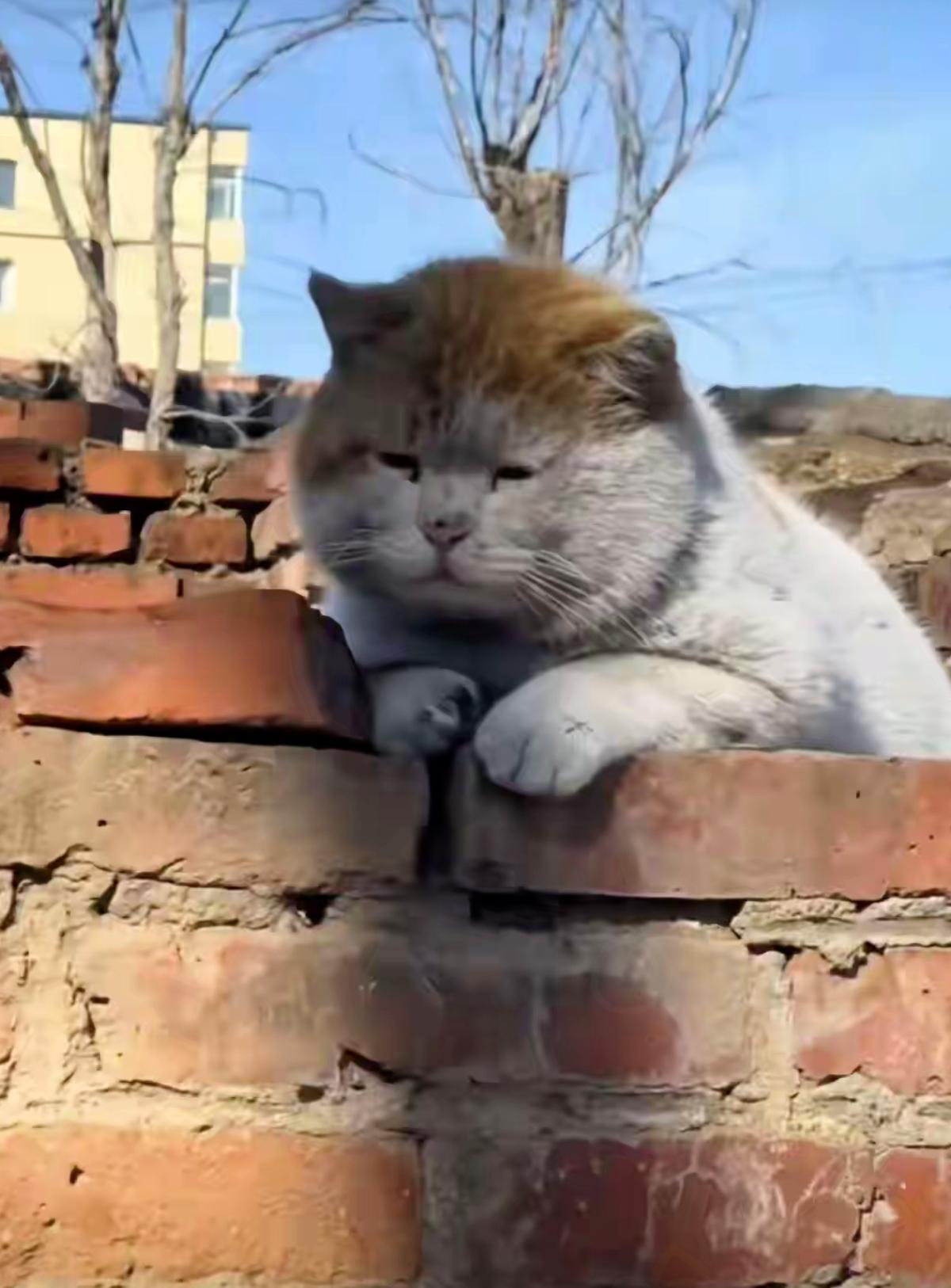 你有没有遇过这样一只流浪小猫，浑身脏脏的，眼神里全是化不开的落寞，像揣了一肚子无