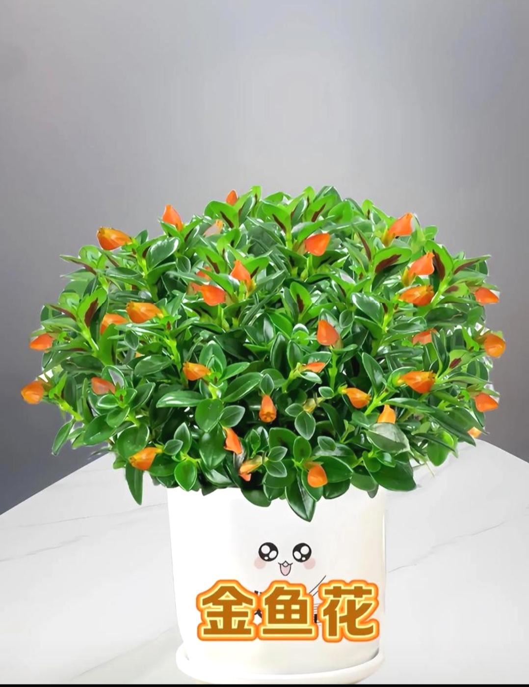 金鱼花根需要不需要修剪？金鱼花根需不需要修剪得看具体情况。金鱼花原产巴西，是多