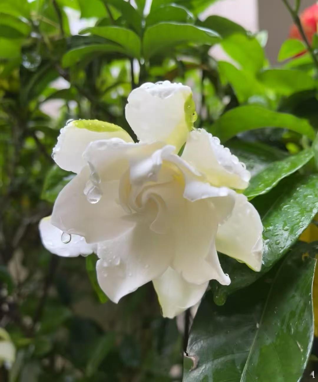 雨后的栀子花，又仙又香！​​​