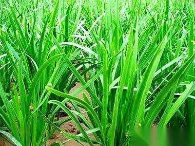 表弟往韭菜大棚的土里一蹲，掐了根葱一样粗的韭菜，就说了一句：“这一分地，出500