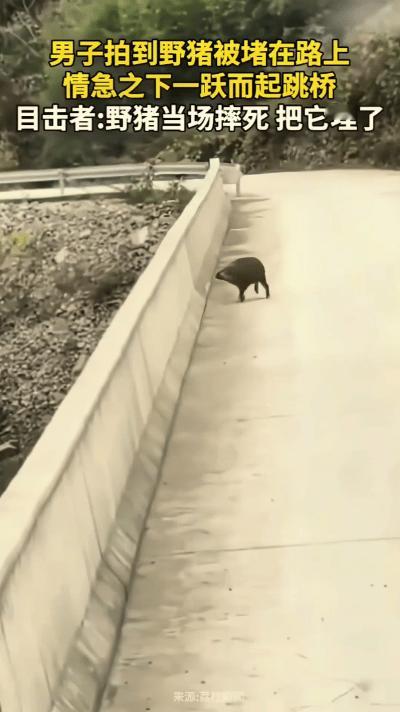“万万没想到！”重庆，男子开着大货车准备过桥，看见一只野猪在旁边田里偷吃红薯，他