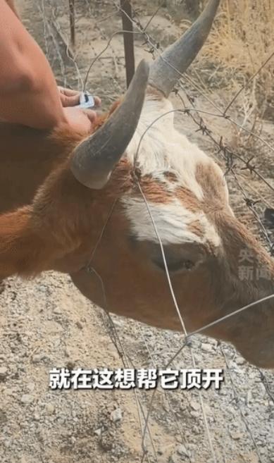 新疆阿勒泰，一对男女驾车经过，发现一只母牛与小牛奇怪地站在路边，下车走近一看，原