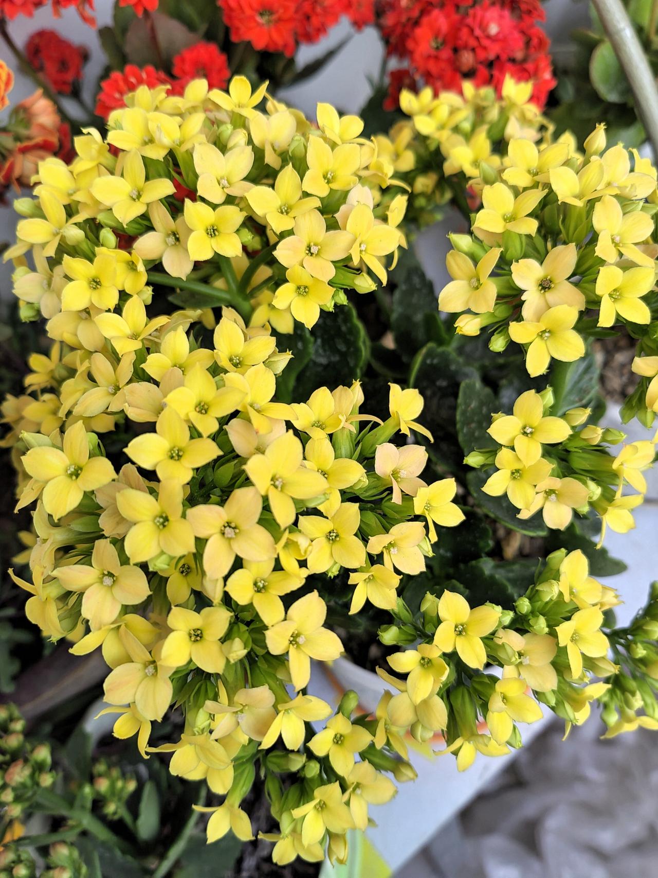 小伙子去女青年家中相亲，为表诚意，带去了价值一千多块钱的烟酒糖茶。可女青年明确