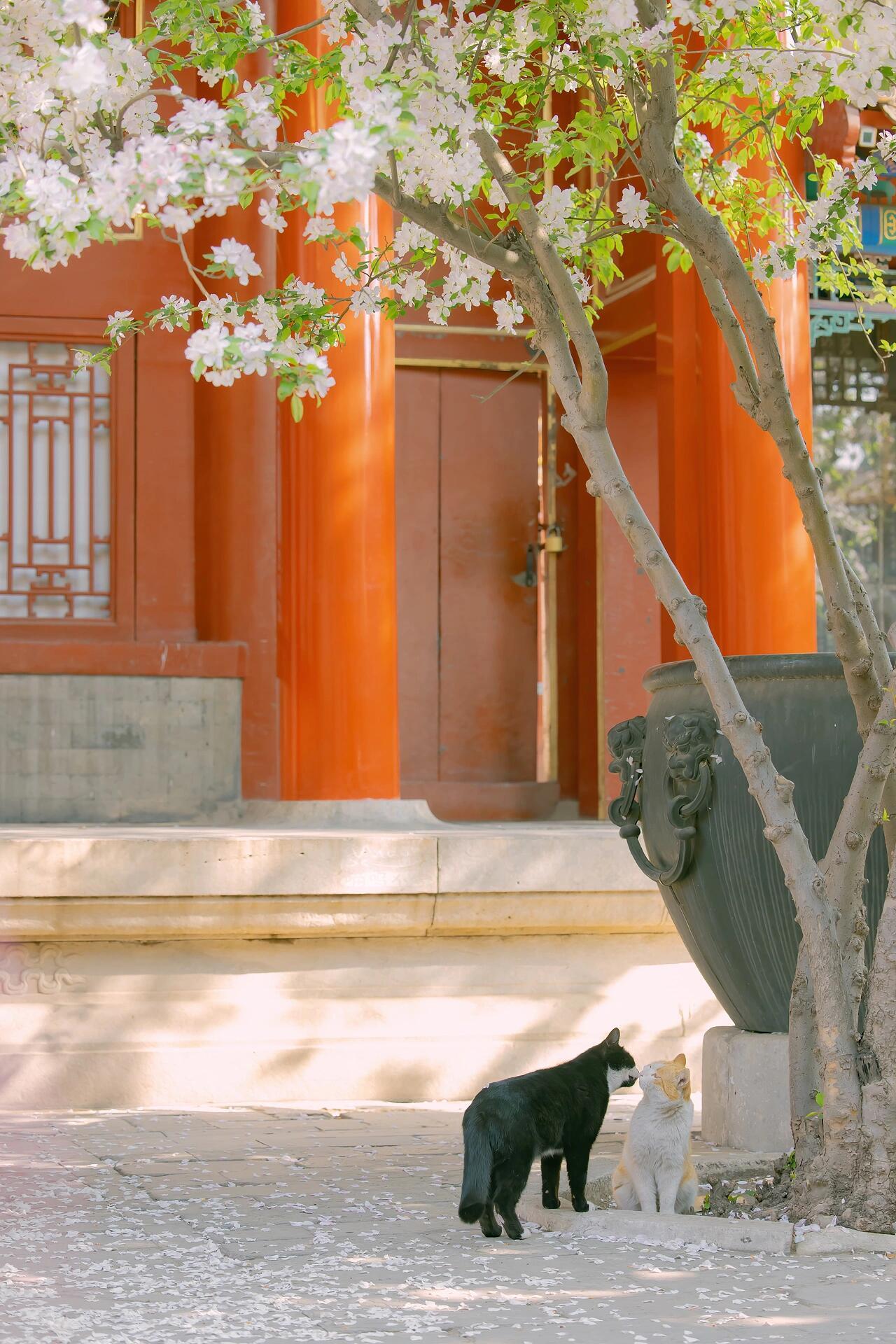 年年花相似，有猫便不同