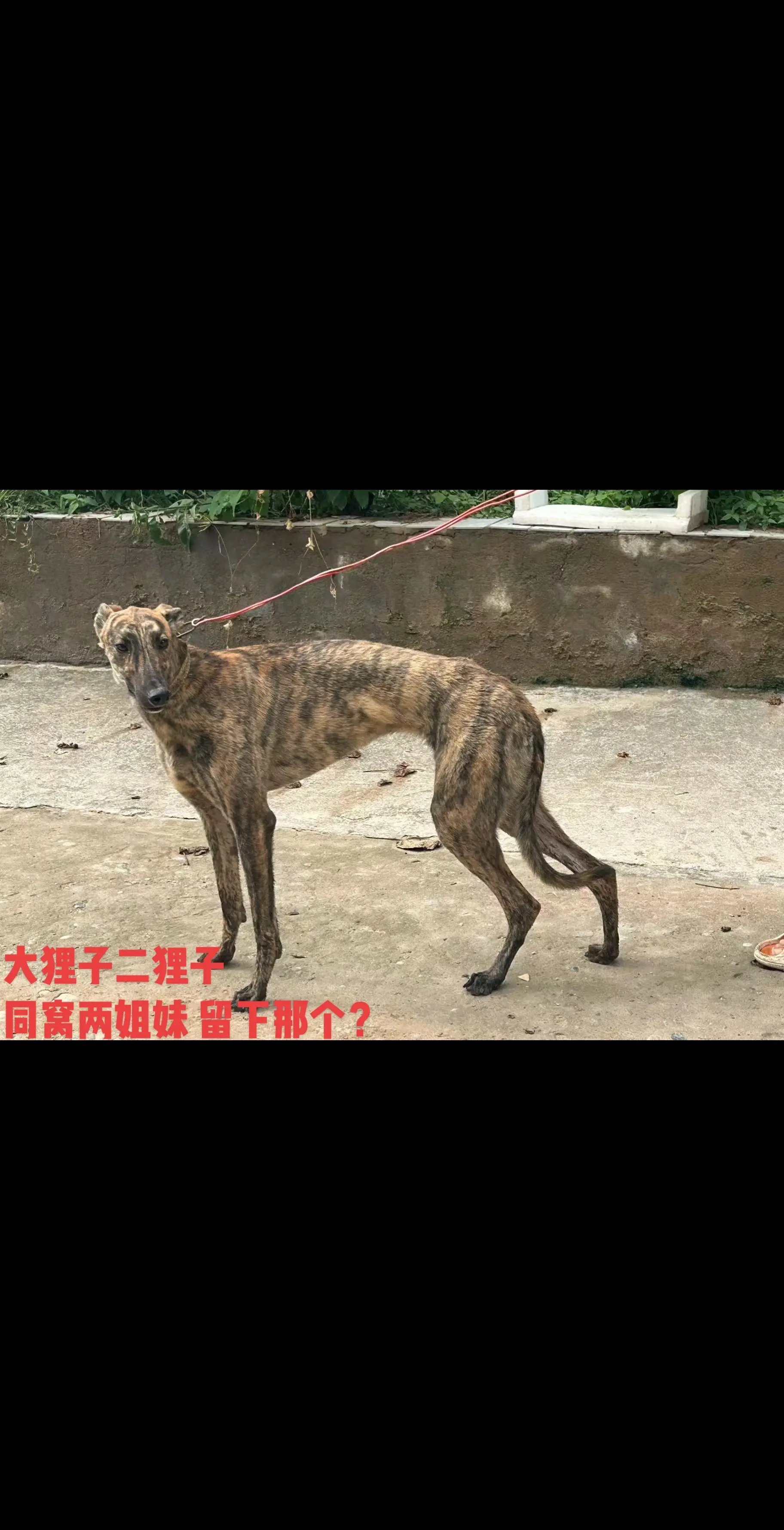 大狸子 二狸子 同窝两姐妹 留下那个？
