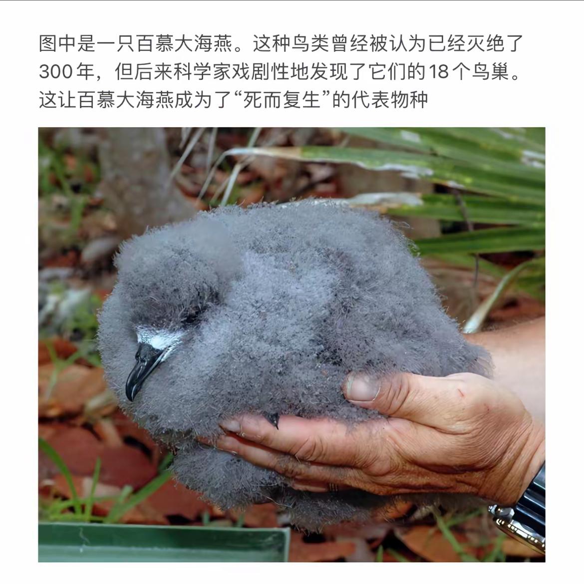 百慕大海燕，死而复生，展翅翱翔。
