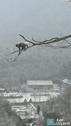 猴子：我稍微出手，就是你们的天花板。