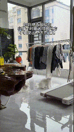 主人在家晾晒衣物，刚好挡住了小猫专属的晒太阳位置。正惬意晒暖的小猫瞬间不乐