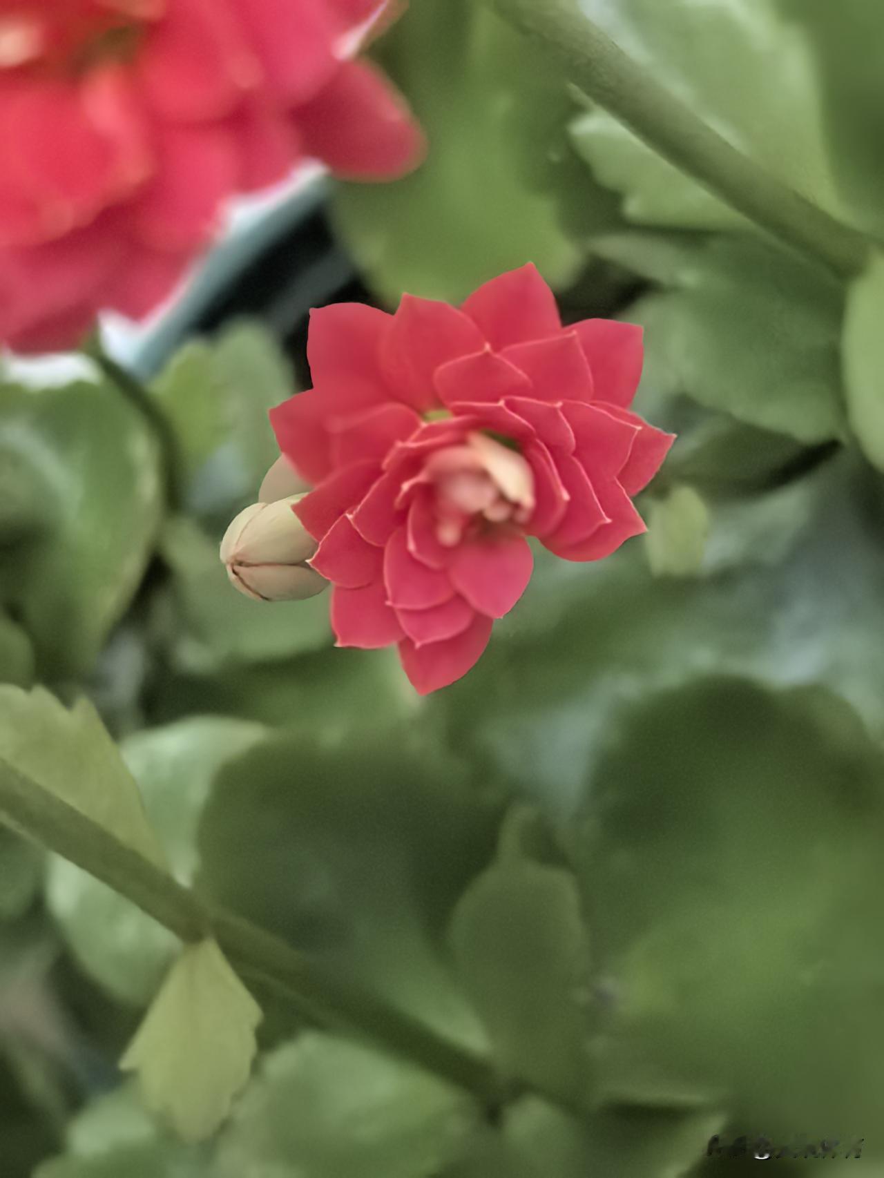 长寿花的不同开放度