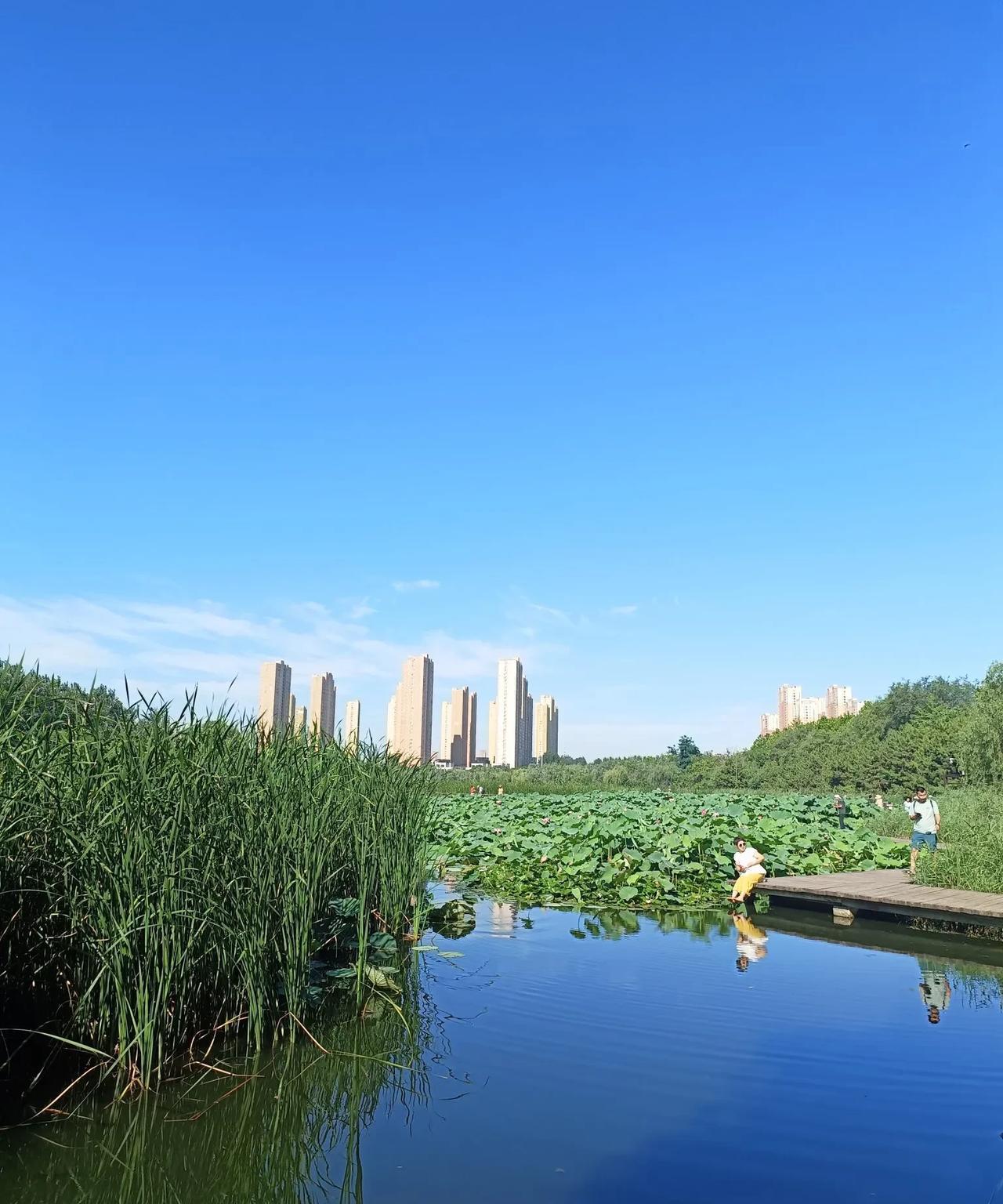连续上了13天的班，今天好不容易休息一天。早就盘算好去湿地公园看看荷花。毕竟盛