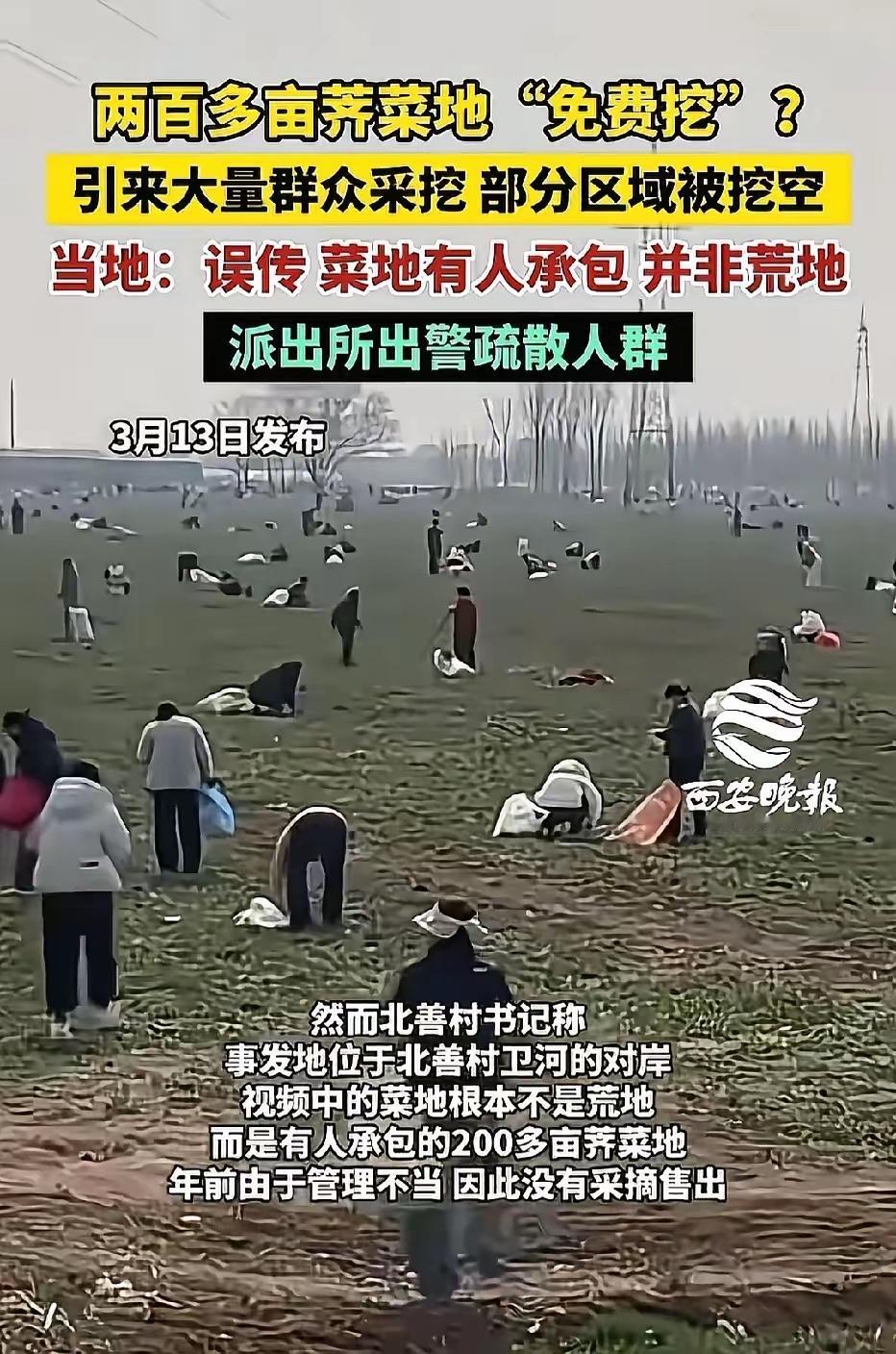 太嚣张！河南安阳，女子发现200亩荠菜，她不问主人，也不管地界，当场动手狂挖，还